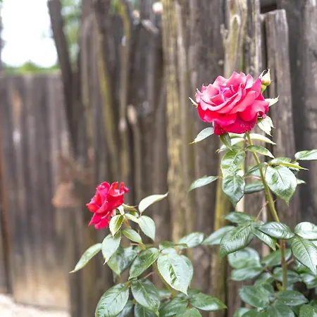 Сasa de vacaciones Les Daims De Gardelac Saint-Rémy